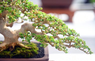 Ayrıntılı olarak Bonsai Ağacı ve kapatın
