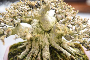 Ayrıntılı olarak Bonsai Ağacı ve kapatın