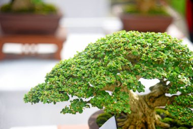 Ayrıntılı olarak Bonsai Ağacı ve kapatın