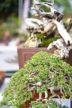 Ayrıntılı olarak Bonsai Ağacı ve kapatın