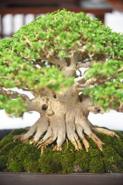 Ayrıntılı olarak Bonsai Ağacı ve kapatın