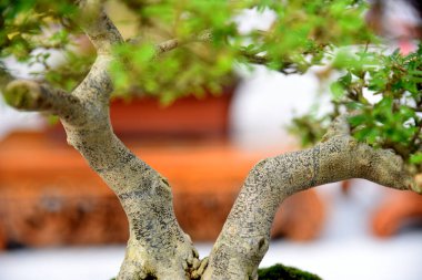 Ayrıntılı olarak Bonsai Ağacı ve kapatın