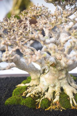 Ayrıntılı olarak Bonsai Ağacı ve kapatın