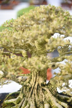 Ayrıntılı olarak Bonsai Ağacı ve kapatın