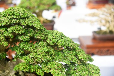 Ayrıntılı olarak Bonsai Ağacı ve kapatın