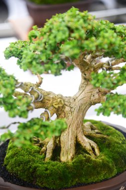 Ayrıntılı olarak Bonsai Ağacı ve kapatın