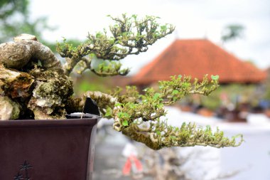 Ayrıntılı olarak Bonsai Ağacı ve kapatın