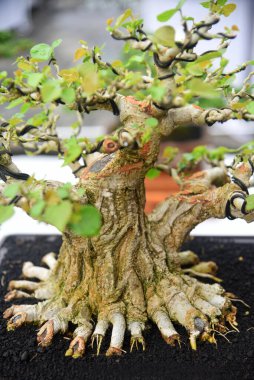 Ayrıntılı olarak Bonsai Ağacı ve kapatın