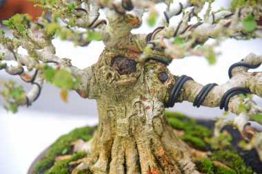 Ayrıntılı olarak Bonsai Ağacı ve kapatın