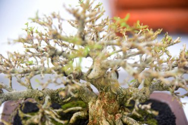 Ayrıntılı olarak Bonsai Ağacı ve kapatın