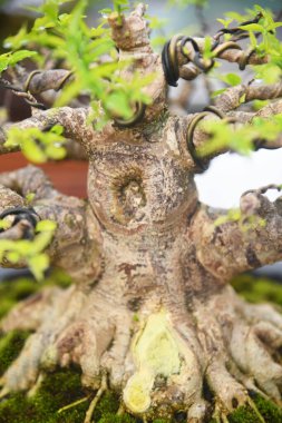 Ayrıntılı olarak Bonsai Ağacı ve kapatın
