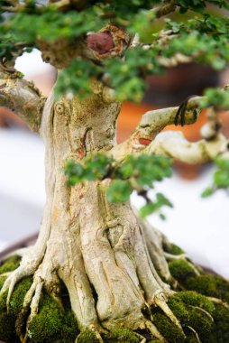 Ayrıntılı olarak Bonsai Ağacı ve kapatın