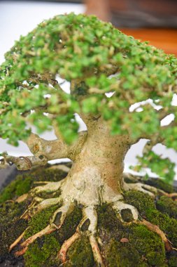 Ayrıntılı olarak Bonsai Ağacı ve kapatın
