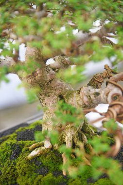 Ayrıntılı olarak Bonsai Ağacı ve kapatın