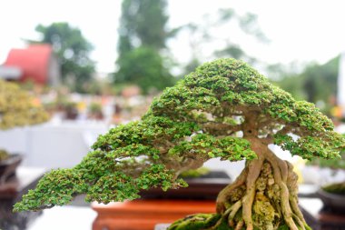 Ayrıntılı olarak Bonsai Ağacı ve kapatın