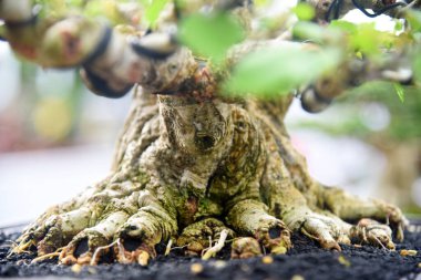 Ayrıntılı olarak Bonsai Ağacı ve kapatın