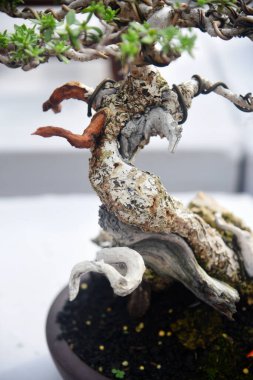 Ayrıntılı olarak Bonsai Ağacı ve kapatın