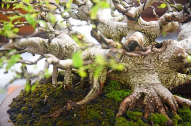 Ayrıntılı olarak Bonsai Ağacı ve kapatın