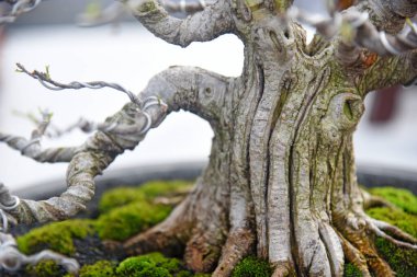 Ayrıntılı olarak Bonsai Ağacı ve kapatın