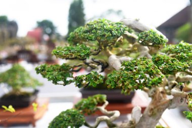Ayrıntılı olarak Bonsai Ağacı ve kapatın