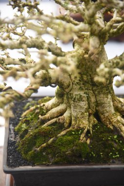 Ayrıntılı olarak Bonsai Ağacı ve kapatın