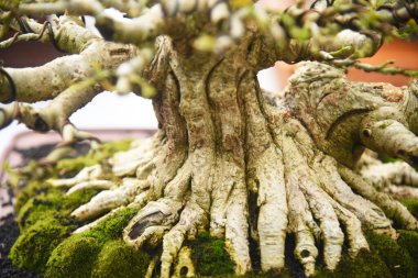 Ayrıntılı olarak Bonsai Ağacı ve kapatın