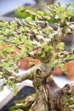 Ayrıntılı olarak Bonsai Ağacı ve kapatın