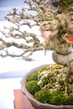 Ayrıntılı olarak Bonsai Ağacı ve kapatın