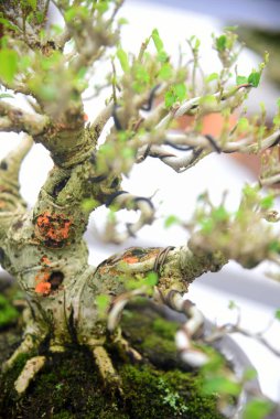 Ayrıntılı olarak Bonsai Ağacı ve kapatın