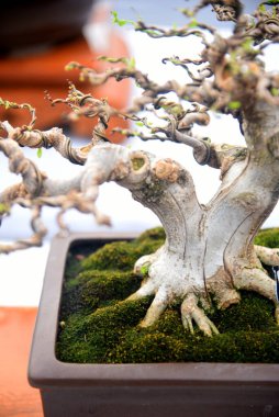 Ayrıntılı olarak Bonsai Ağacı ve kapatın