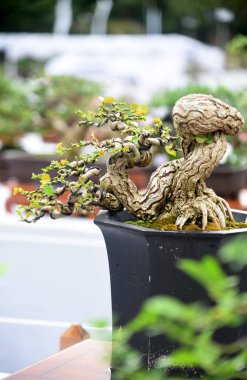 Ayrıntılı olarak Bonsai Ağacı ve kapatın
