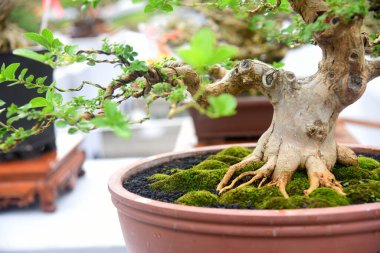 Ayrıntılı olarak Bonsai Ağacı ve kapatın