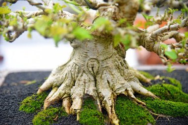 Ayrıntılı olarak Bonsai Ağacı ve kapatın