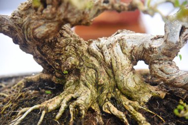 Ayrıntılı olarak Bonsai Ağacı ve kapatın