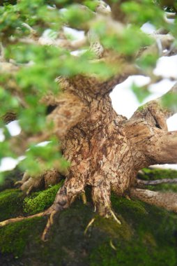 Ayrıntılı olarak Bonsai Ağacı ve kapatın