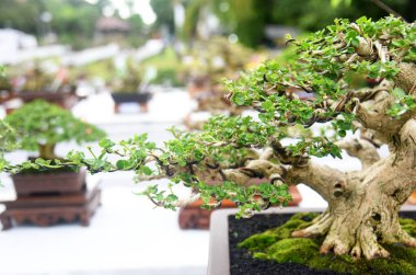 Ayrıntılı olarak Bonsai Ağacı ve kapatın