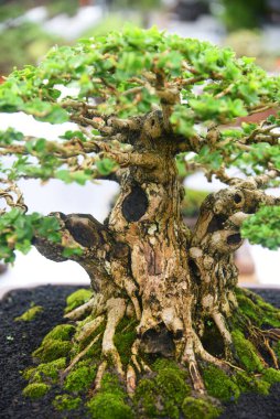 Ayrıntılı olarak Bonsai Ağacı ve kapatın