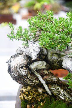 Ayrıntılı olarak Bonsai Ağacı ve kapatın