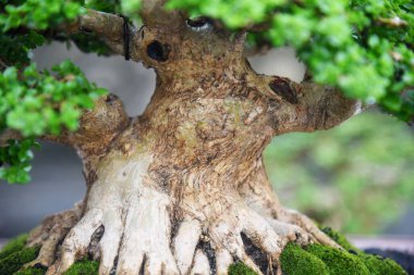 Ayrıntılı olarak Bonsai Ağacı ve kapatın