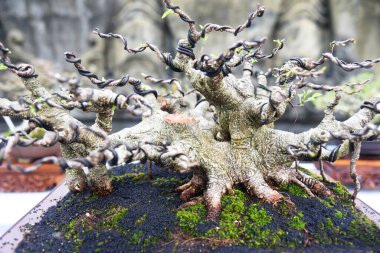 Ayrıntılı olarak Bonsai Ağacı ve kapatın
