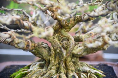 Ayrıntılı olarak Bonsai Ağacı ve kapatın