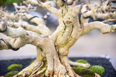 Ayrıntılı olarak Bonsai Ağacı ve kapatın
