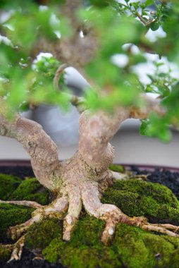 Ayrıntılı olarak Bonsai Ağacı ve kapatın