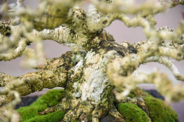 Ayrıntılı olarak Bonsai Ağacı ve kapatın