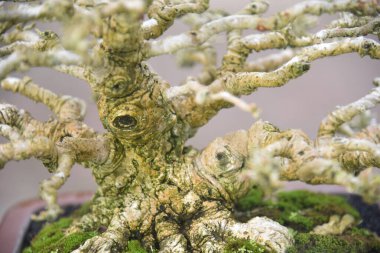 Ayrıntılı olarak Bonsai Ağacı ve kapatın