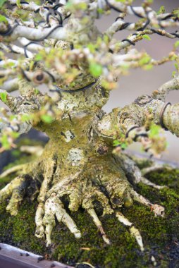 Ayrıntılı olarak Bonsai Ağacı ve kapatın