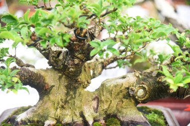 Ayrıntılı olarak Bonsai Ağacı ve kapatın