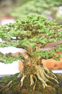 Ayrıntılı olarak Bonsai Ağacı ve kapatın
