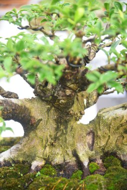 Ayrıntılı olarak Bonsai Ağacı ve kapatın