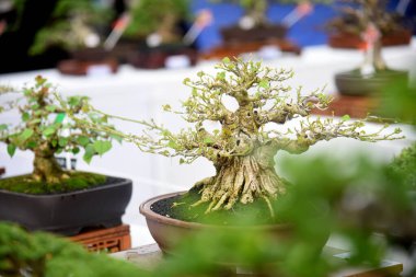 Ayrıntılı olarak Bonsai Ağacı ve kapatın